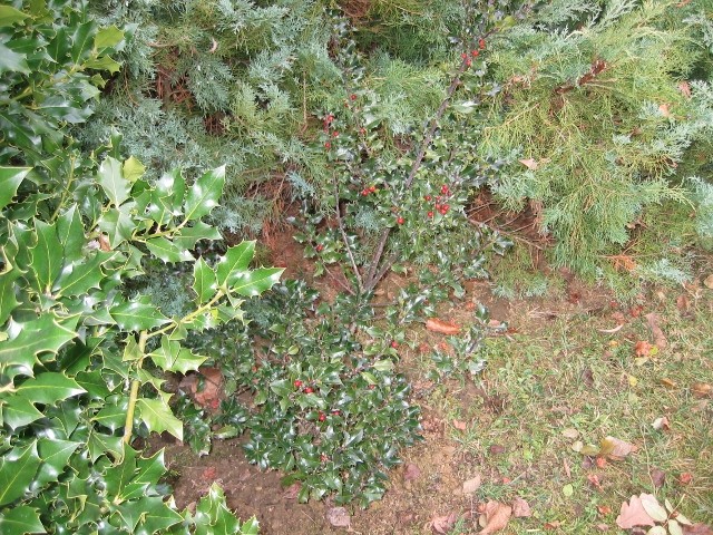 Ilex Blue Angel